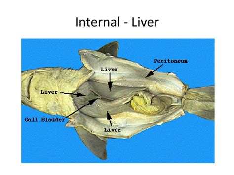 PPT - Dogfish Shark Dissection Images PowerPoint Presentation, free download - ID:2873208