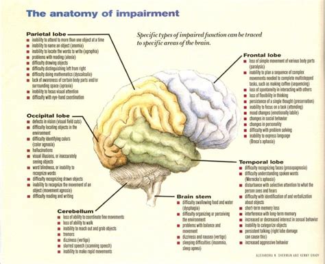 Die besten 25+ Frontal lobe damage Ideen auf Pinterest | Frontallappen ...