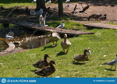 Many Different Bird Species by the Lake in the Green Grass Stock Image - Image of time, fugle ...