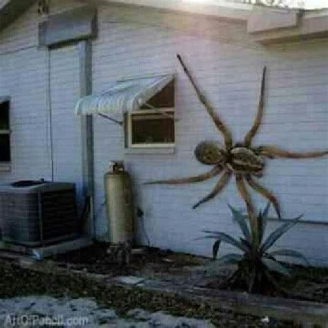 11 best Giant Huntsman Spider images on Pinterest | Giant huntsman ...