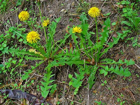 Dandelion – Lawnpride Australia