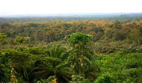 Le Ghana a perdu la moitié de sa forêt depuis l'an 2000 - Article19.ma