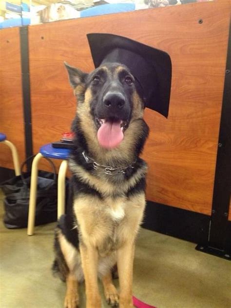 I love dogs in hats lol | German shepherd puppies, I love dogs, German shepherd