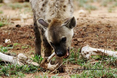 Hunting hyena – Mkulu African Hunting Safaris