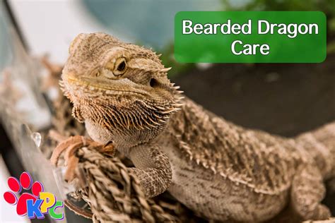 Bearded Dragon Care - Kid's Pet Club