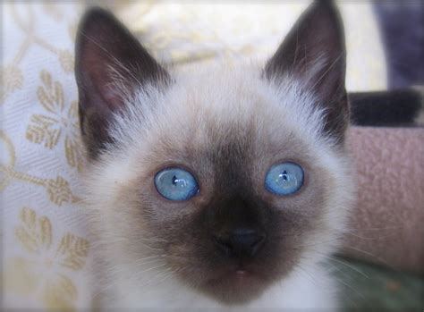 65 Most Popular Siamese Cat Names