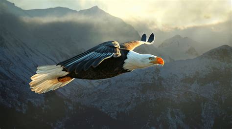 1920x1080px, 1080P free download | Soar High !, eagle, bonito, flying, soaring, HD wallpaper ...