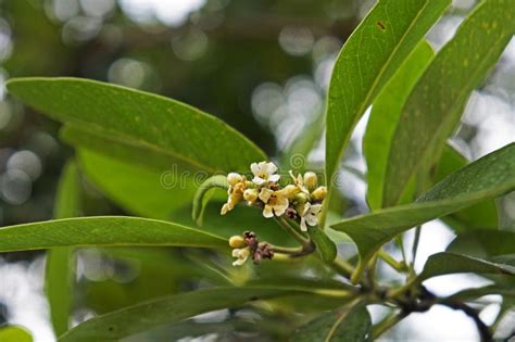 Mangrove Flowers on Tree, Rhizophora Mangle, Rio Stock Photo - Image of ...