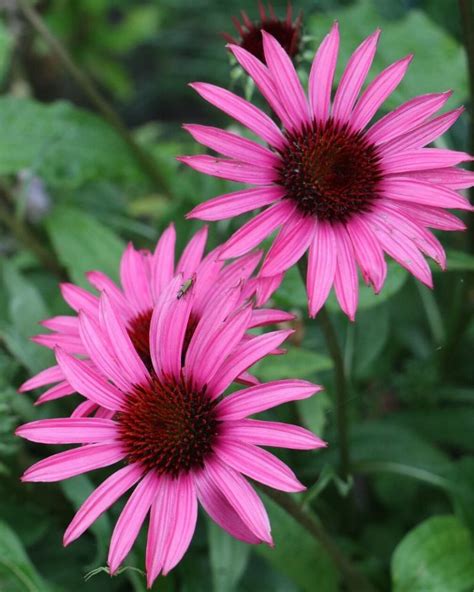 Purple Coneflowers: Different Types, Plant Varieties and Facts | Florgeous