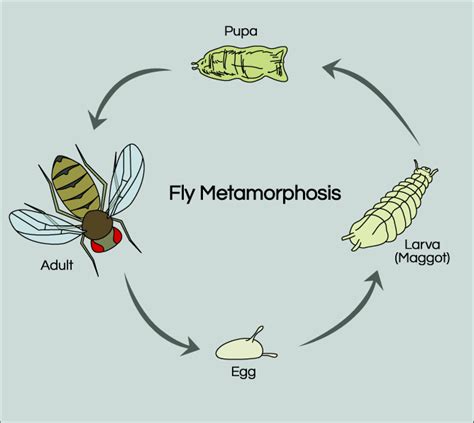 Life Cycle of a Fly - CarmenafeNeal