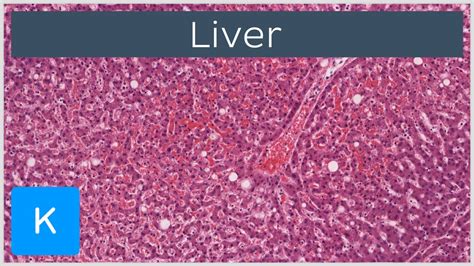 Normal Liver Histology 101 Aasld - vrogue.co