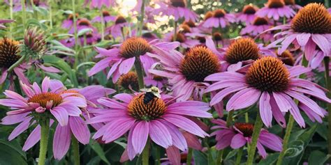 Plants that Repel Bees: The Best Options for a Buzz-Free Yard - Architecture Adrenaline