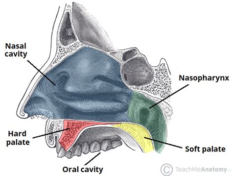 The Palate - Hard Palate - Soft Palate - Uvula - TeachMeAnatomy