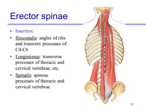 Erector spinae - Muscle Profiles - Steroids Live