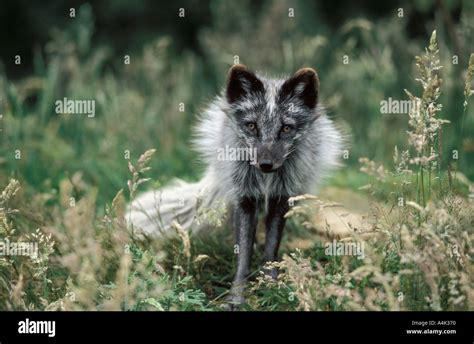 Arctic Fox summer coat Stock Photo - Alamy