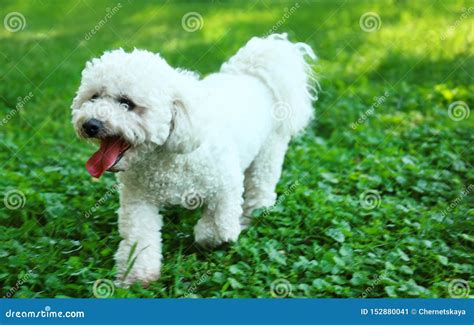 Cute Fluffy Bichon Frise Dog on Green Grass Stock Image - Image of park ...