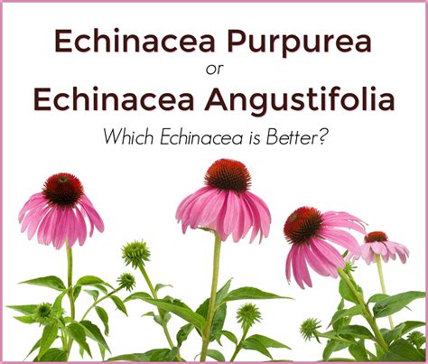 Echinacea