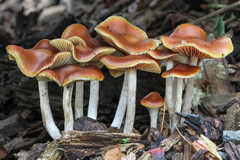 Psilocybe cyanescens: Wavy Cap Identification, Look Alikes & Experience