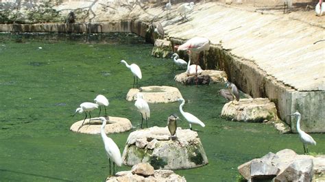 Arignar Anna Zoological Park - Tickets, Location, Timings, Photos | Adotrip