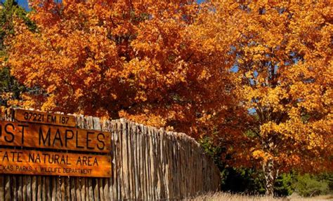 Get Lost at Lost Maples State Natural Area