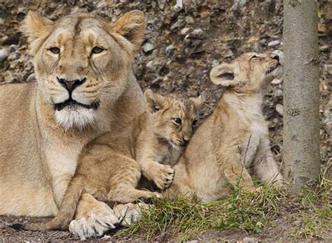 Your morning adorable: Asian lion cubs debut at Switzerland's Zurich ...