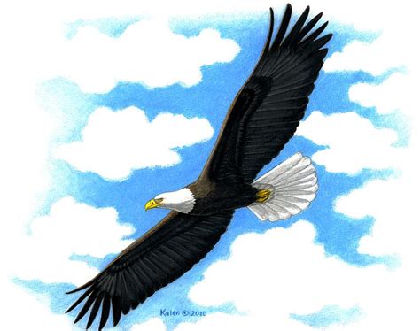 Flying Eagle Drawing at GetDrawings | Free download