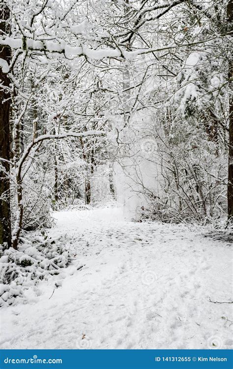 Snow Covered Path in a Wooded Winter Landscape, Snow Falling from Trees ...