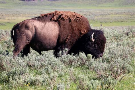 Bison American Buffalo - Free photo on Pixabay - Pixabay