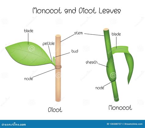 Monocot Vs Dicot Leaf Anatomy