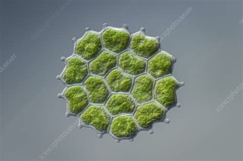 Green alga, light micrograph - Stock Image - C056/8276 - Science Photo ...