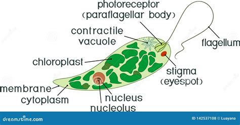 Euglena Protozoan Microscopic Cell Structures Cartoon Vector ...