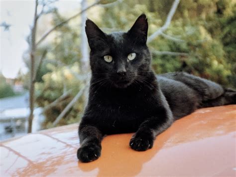 Black Cat On Orange Car Top Free Stock Photo - Public Domain Pictures