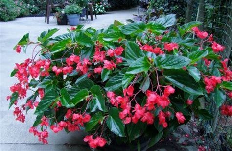 Dragon Wing Begonia Plant - Care and Propagation Tips - RayaGarden