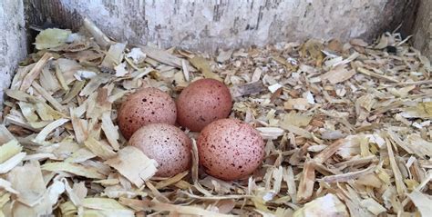 Kestrel Nest Box Project: 2019 Season Report - Kestrel Land Trust