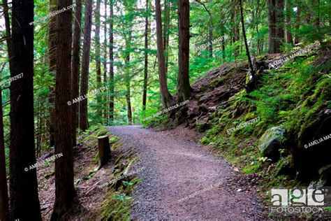 A hiking trail through a cedar forest, Stock Photo, Picture And Low ...