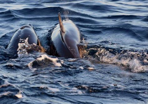 Dolphins Mating - AnimalBehaviorCorner