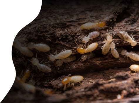 Termite Control Las Vegas, NV | Bed Bug Exterminators & Pest Control ...