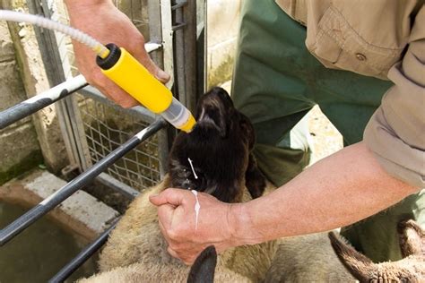 Drenching Sheep and Lambs - (A Complete How to Guide)