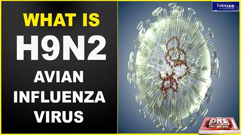 DNS: WHAT IS H9N2 AVIAN INFLUENZA VIRUS? - YouTube