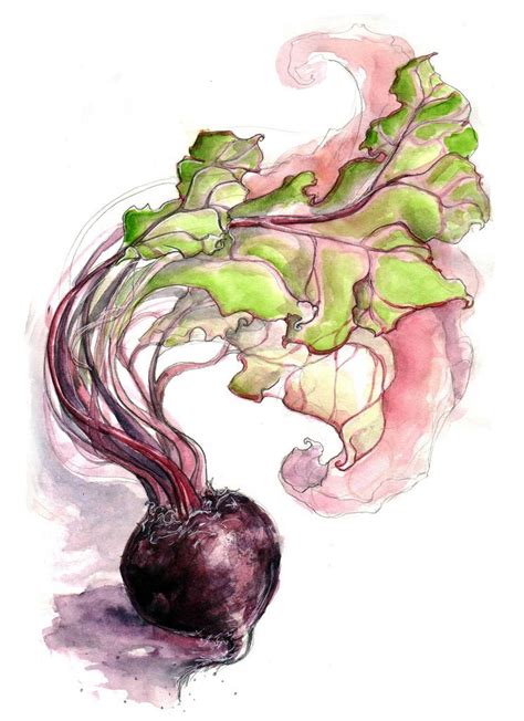 turecepcja: “ Beetroot Study VI (- Amy Holliday) ” | Art, Watercolor art, Vegetable painting