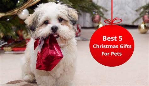 5 Best Christmas Gifts For Pets - DiscountPetCare