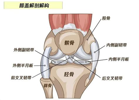 膝关节解剖结构略知一二 - 知乎