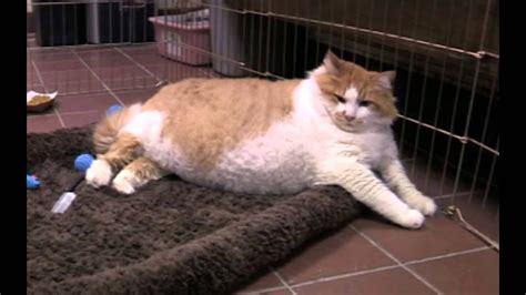 Fattest Cat in the World: Massive Moggie Garfield Takes The Title Of World's Fattest Cat - YouTube