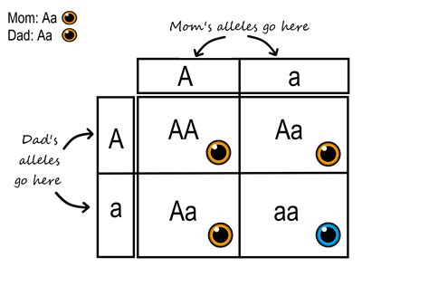 5.13 Mendelian Inheritance – Human Biology