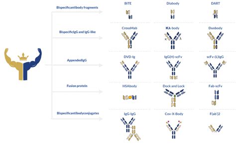 The untapped potential of bispecific antibody therapies - ProteoGenix