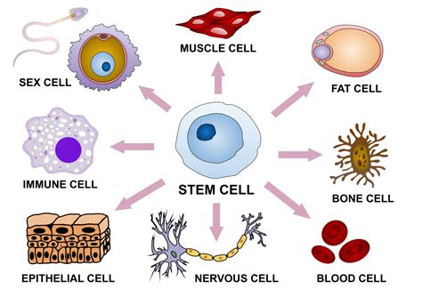 Diagram Of A Specialised Cell