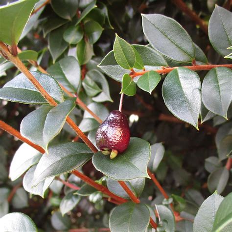 Luma apiculata in Insole Court