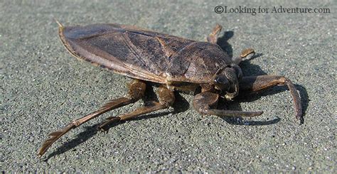 Giant Water Bug Belostomatidae Benacus Deyrolli