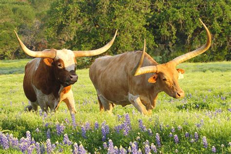 Texas Longhorn Cattle Photograph by Andrew McInnes