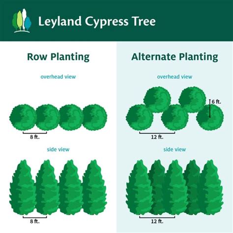 Leyland Cypress Growth Rate And Spacing Made Easy